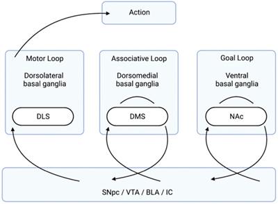 Striatonigrostriatal Spirals in Addiction